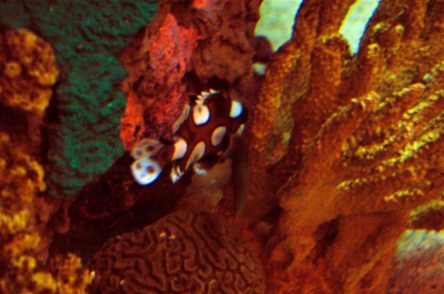 Clown fish