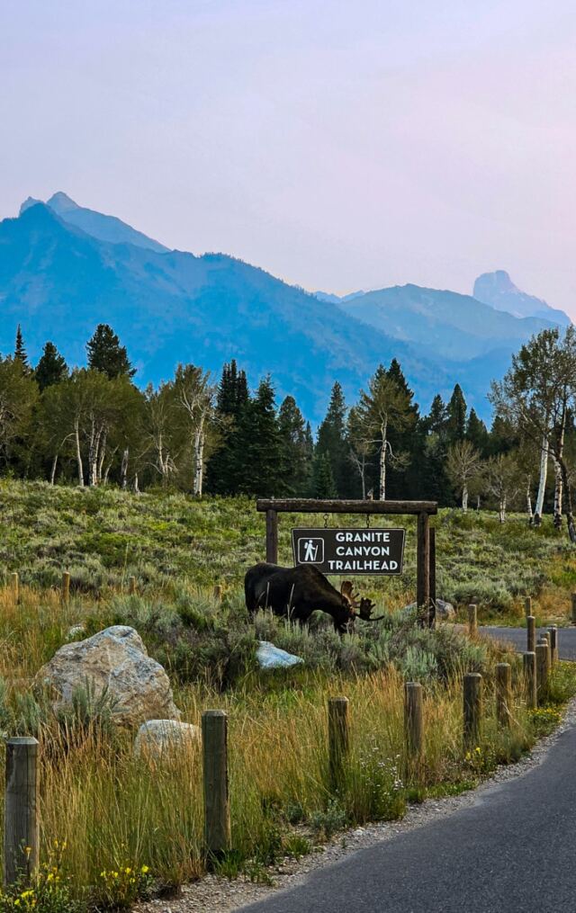 Moose!