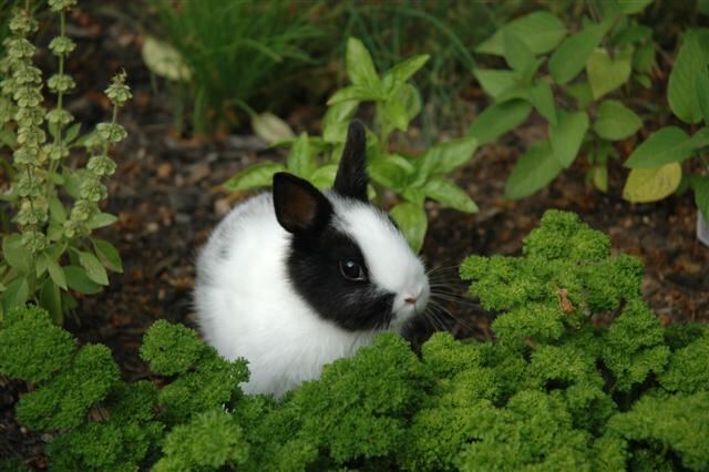 oreo-in-the-garden-1-