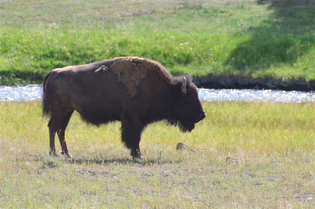 Yellowstone bison in a roadside rest stop (11)