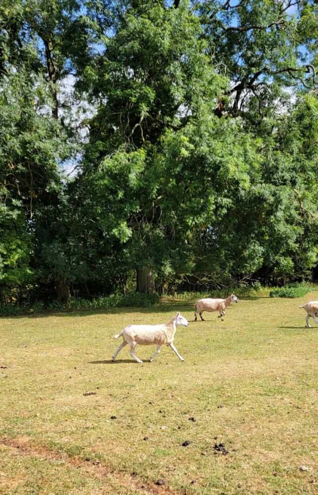 Dover's Hill sheep buddies (09)