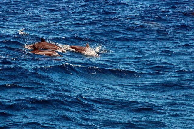 Dolphins (6)
