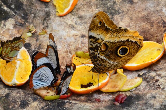 Stratford Upon Avon Butterfly Farm - butterflies (1)