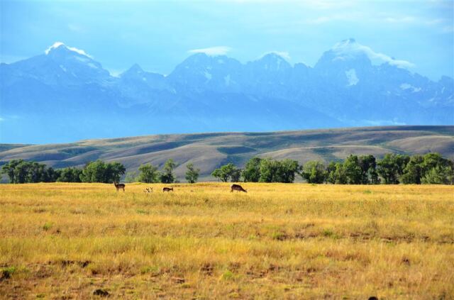 Deer in National Elk Preserve (2)