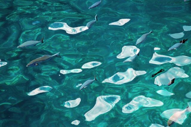 Fish at our snorkel site (3)