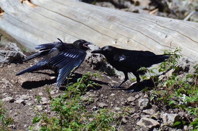 Fairy Falls ravens (1)