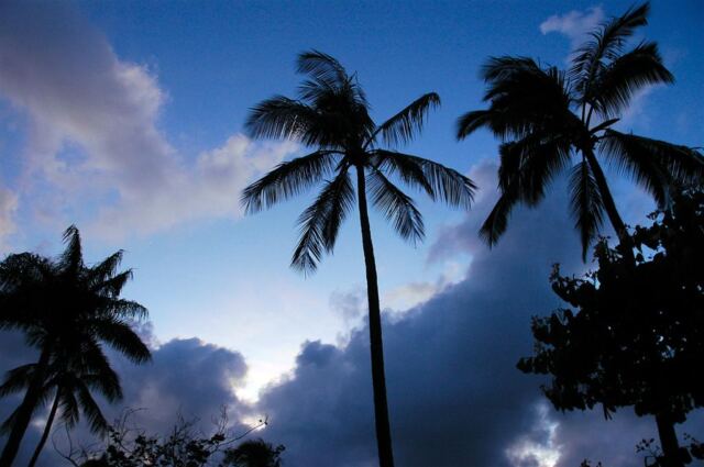 Palms and evening sky