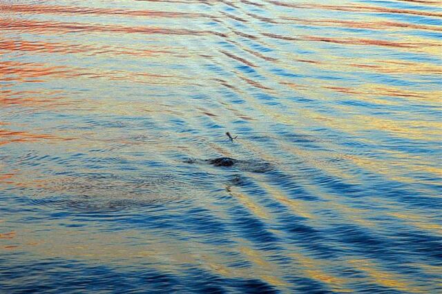 Seaguls swoop