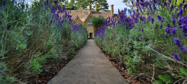 Charingworth lavender walkway
