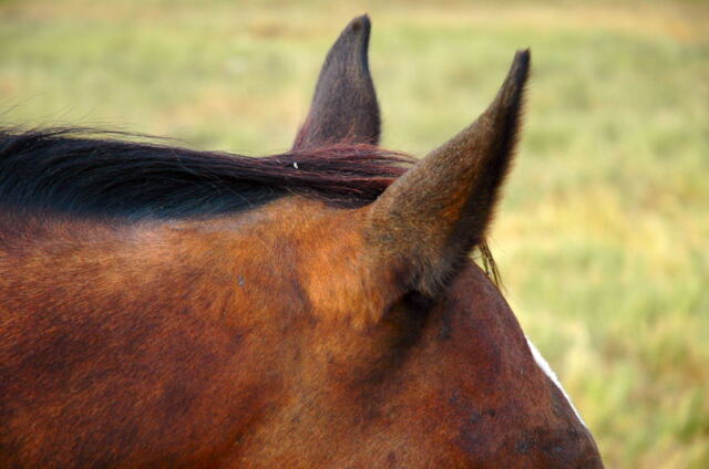 horse-ears-