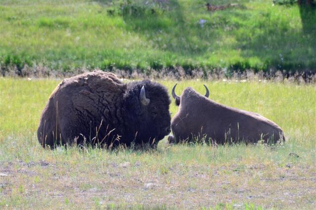 Yellowstone bison in a roadside rest stop (9)