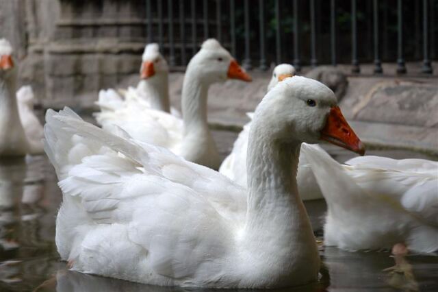 Swans in courtyard