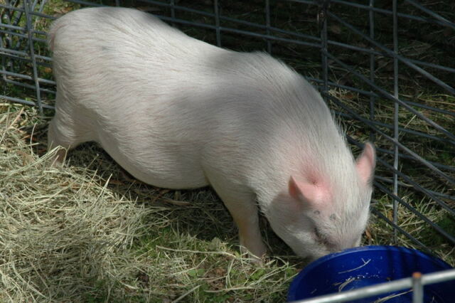 Petting zoo 3