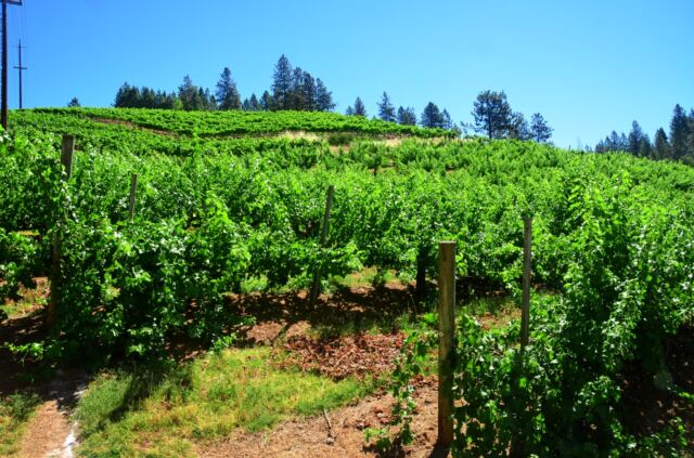 Boeger Winery - grapevines 01