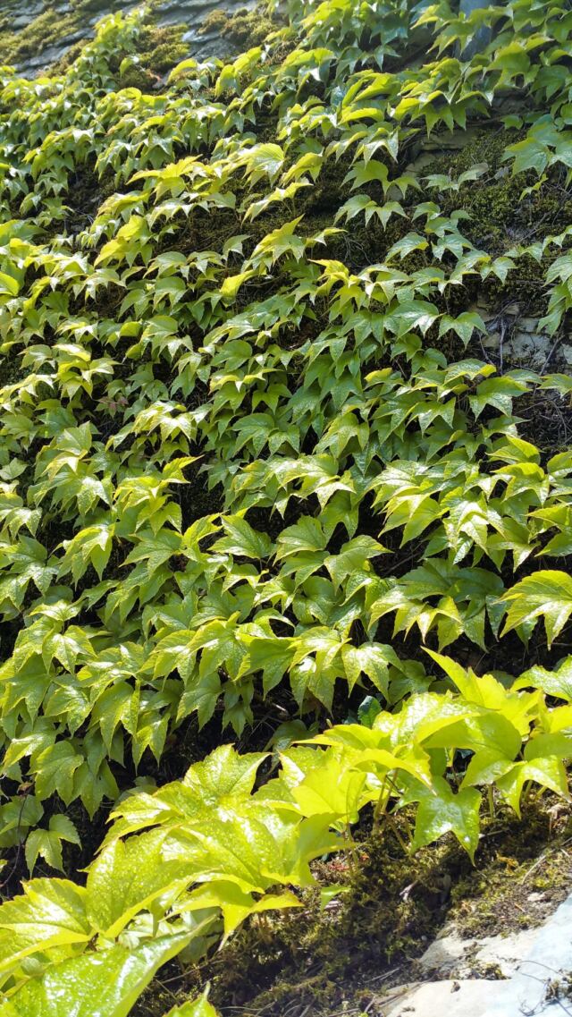 Charingworth vines
