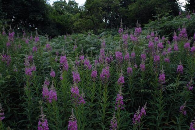 Wildflowers
