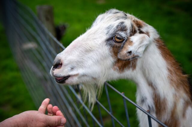 Feeding goats 3
