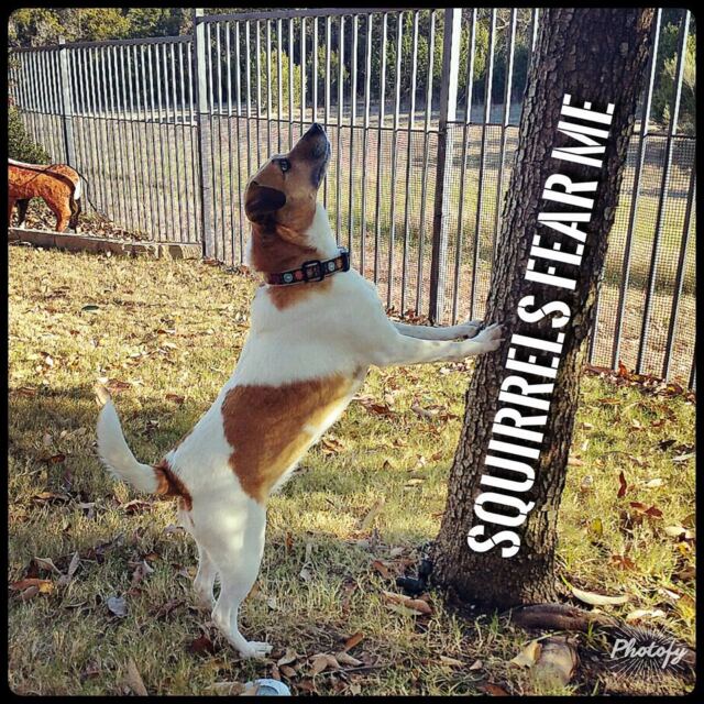 Squirrels-fear-me