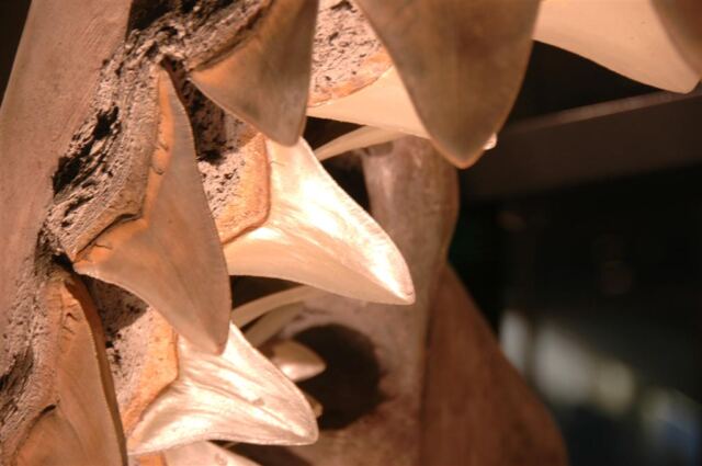 Shark teeth