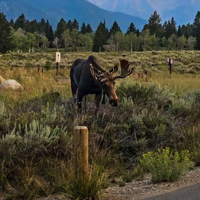 Moose closeup