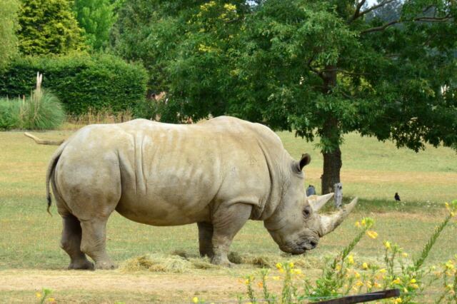 Cotswold Wildlife Park - rhinos (4)