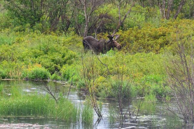 Moose (5)