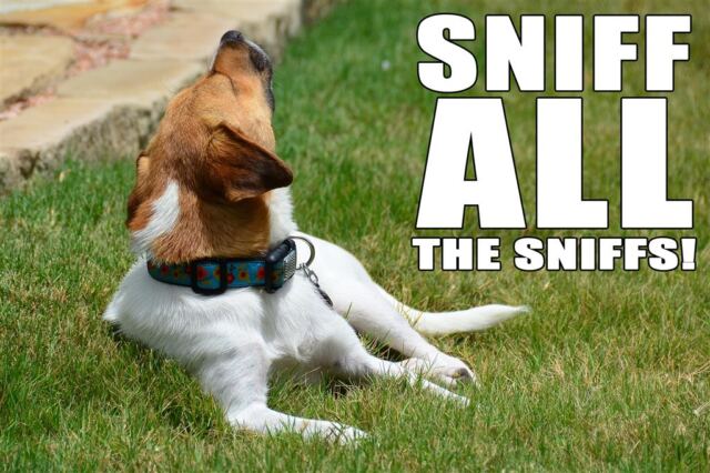 pippa-sniff-all-the-sniffs