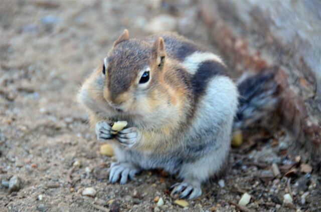 Stuffing his cheeks full