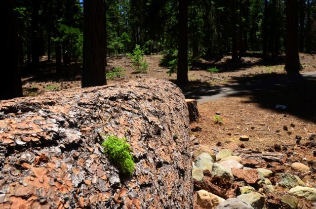 Sugar Pine Point walk 05