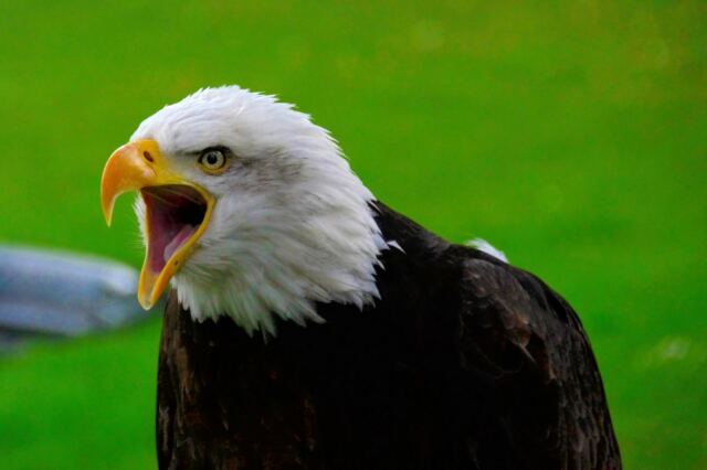 warwick-castle-bald-eagle-4