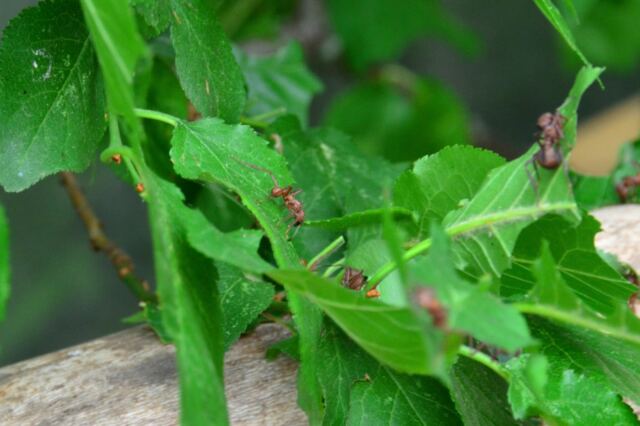 Stratford Upon Avon Butterfly Farm - leafcutter ants (1)