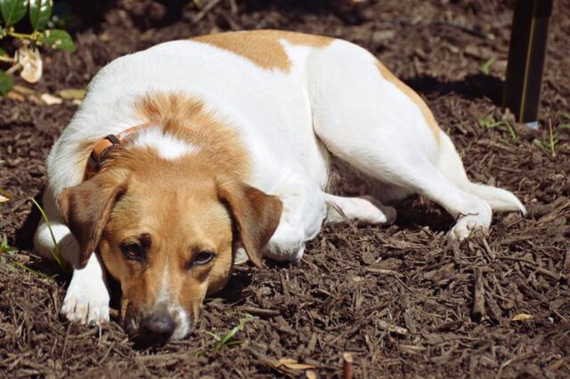 pippa-in-the-mulch