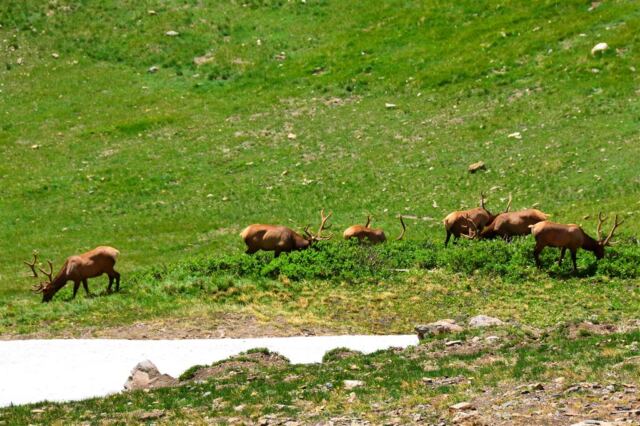 The males (bulls) were busy eating