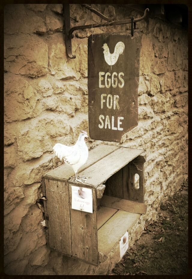 Ebrington eggs for sale (3)