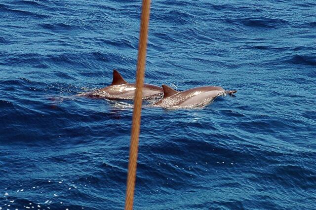Dolphins (10)