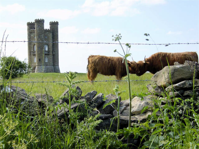 Broadway Tower and Highland Cattle (3)