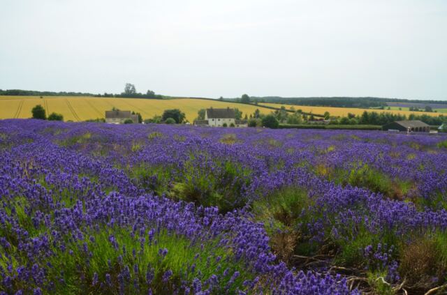 Cotswold Lavender - field views (01)