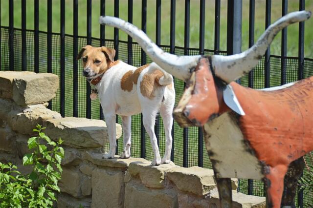 pippa-on-the-wall