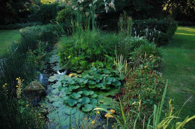 Woodland Cottage - pond