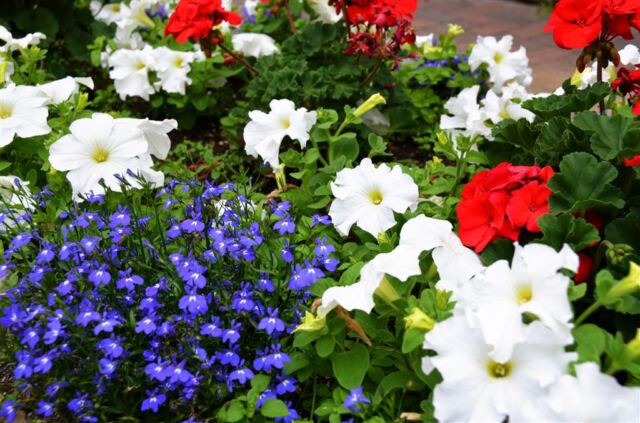 Colorful Vail flowers (1)