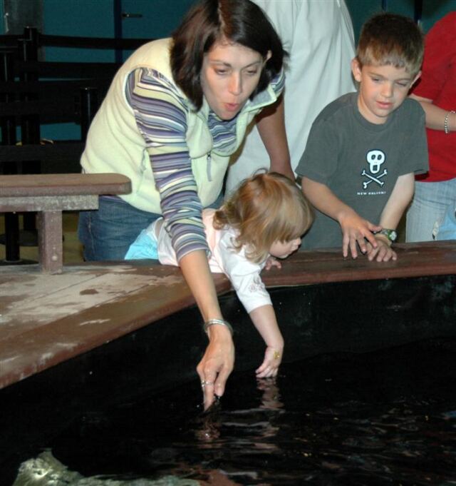 Angie, Lizzie, and Ben pet the stingrays
