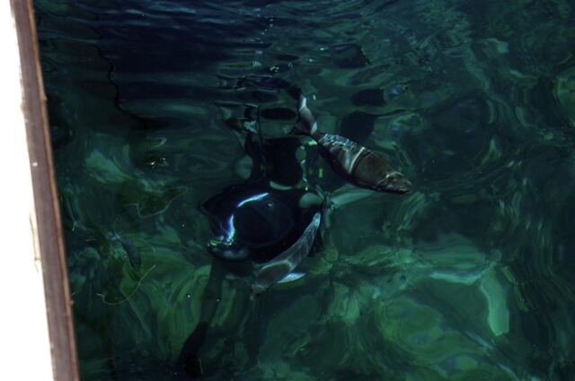 Diving Andrew (1)
