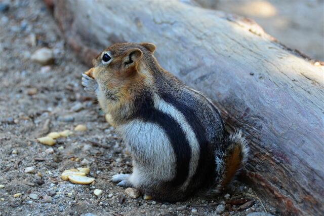 Eating his stash from Mel's trailmix