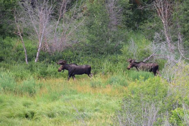 Moose (15)