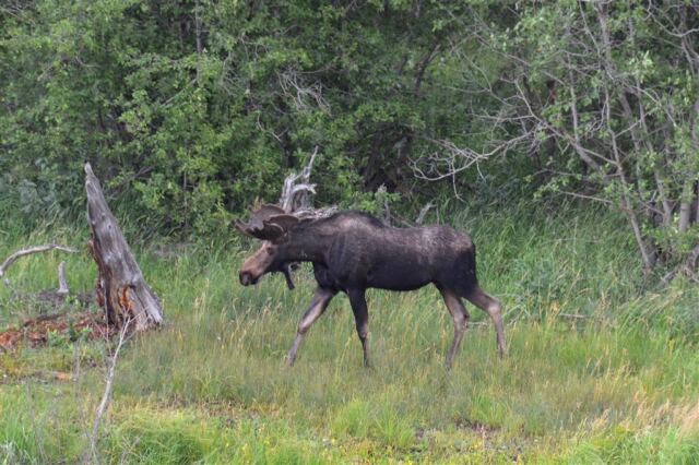Moose (25)