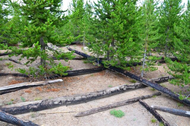 1988 fire blowdown area (2)