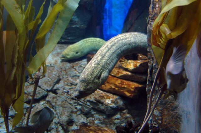 Nasty eels!
