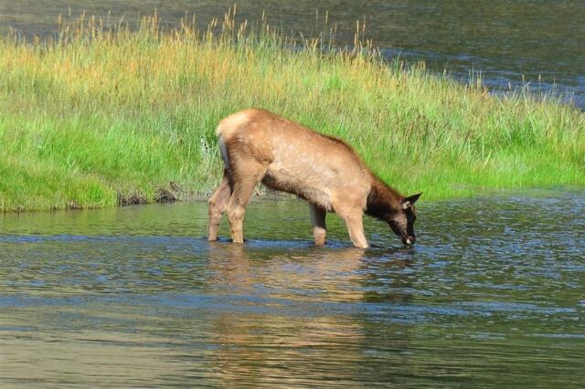 Elk in the stream (3)