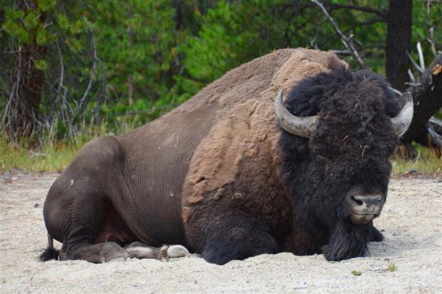 Roadside lounging bison (2)