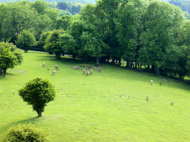Red deer from top of Tower